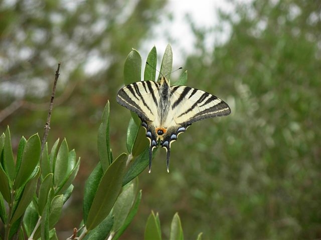 iphiclides podalirius